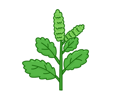 กะเพรา png