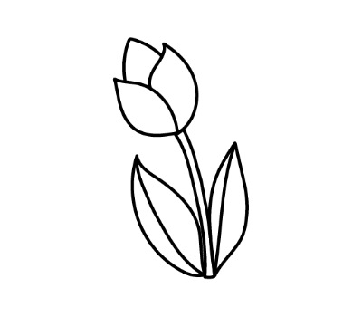 ดอกทิวลิป png